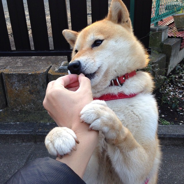 范戴克式统治力,瑞士如何以战术铁壁强势拿下克罗地亚