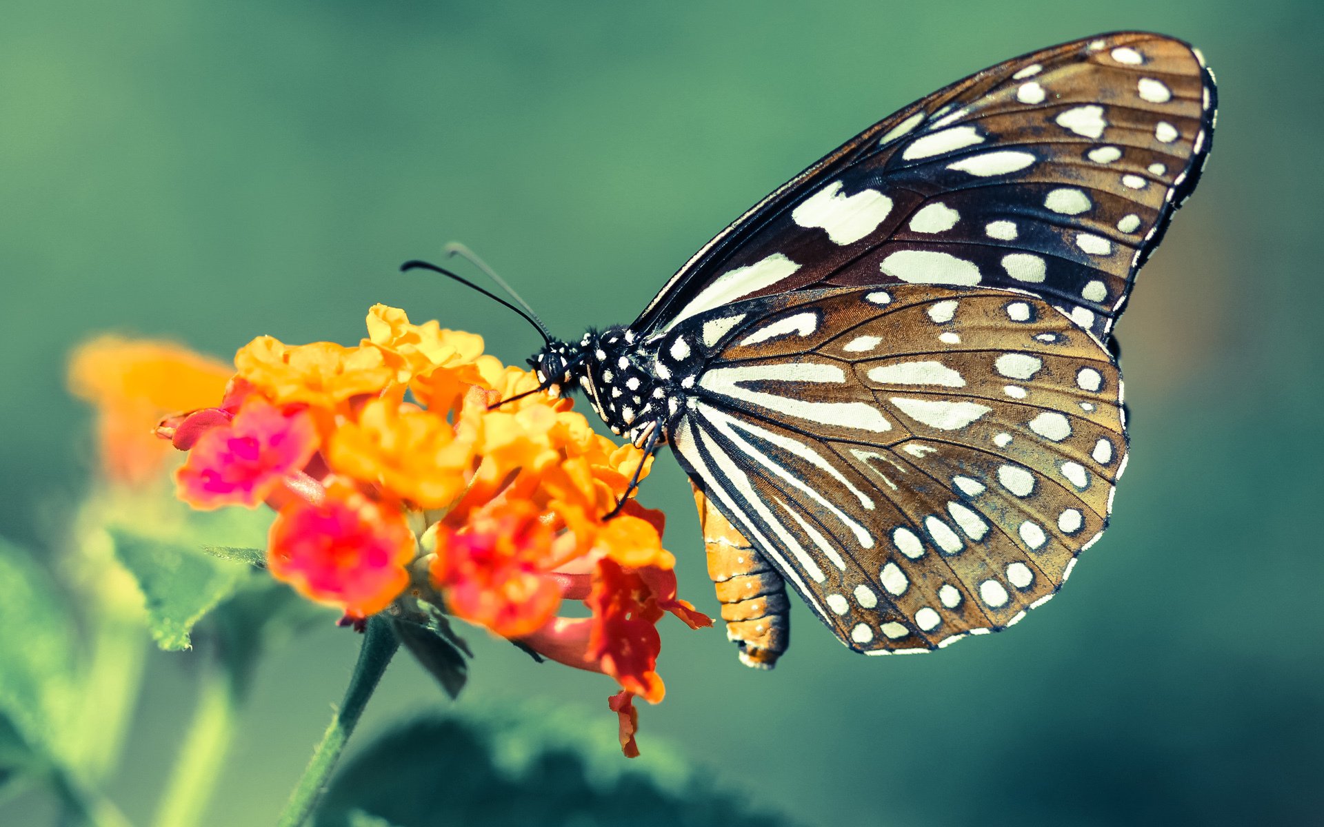 西亚卡姆末节狂飙定乾坤，开拓者险胜广东诠释篮球无疆界